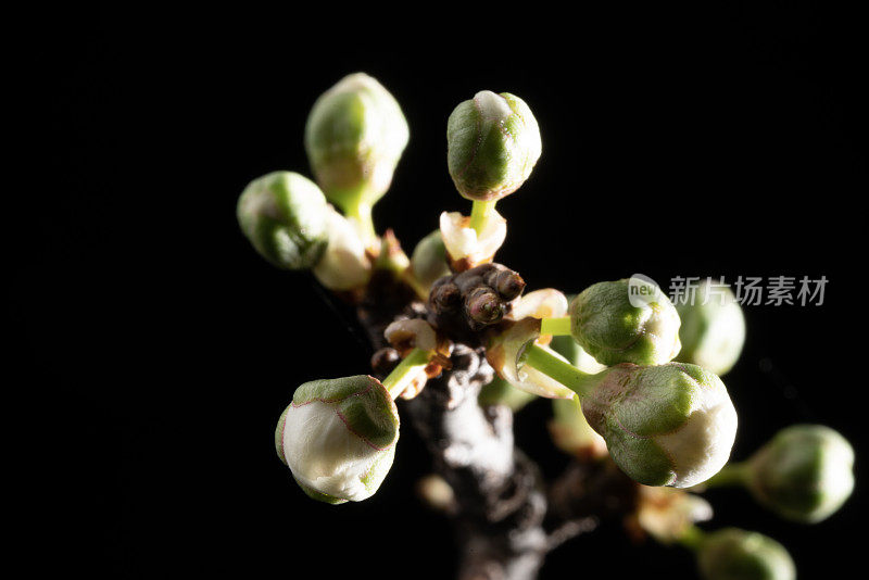 黑色背景上的梅树花