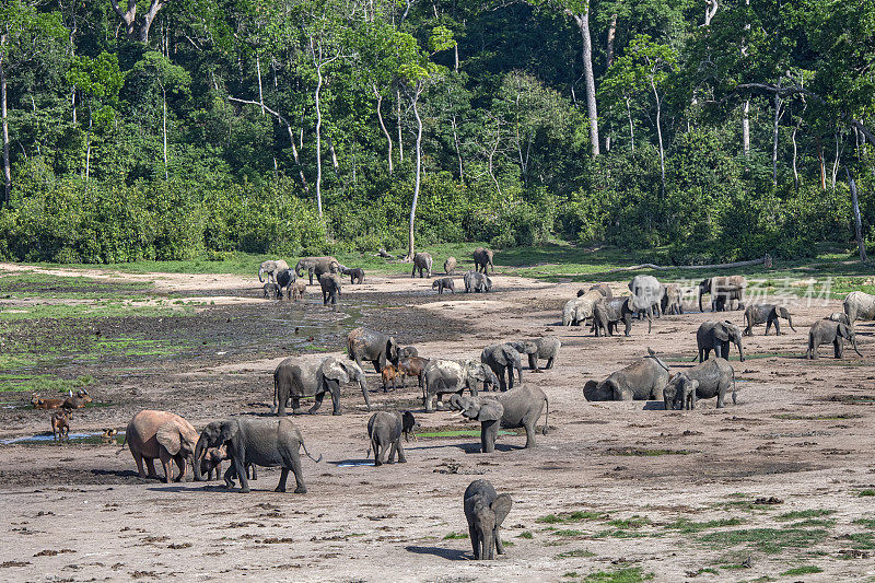 中非共和国赞加桑加的森林象和森林水牛