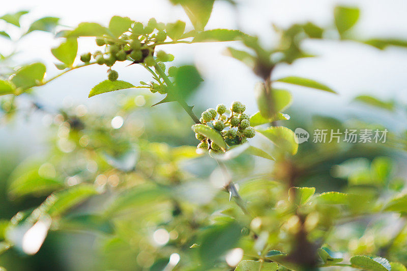 中国花椒树