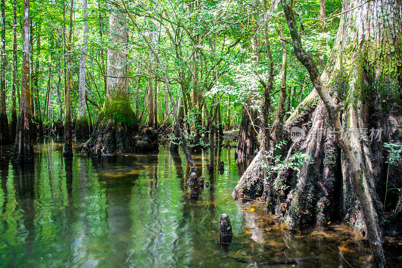 在美国佛罗里达州沃尔顿县的莫里森泉公园，森林湿地位于静止或缓慢流动的水中，秃柏树的巨大膝盖突出在地面上