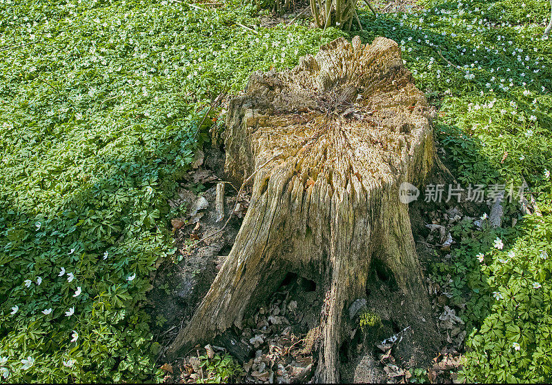 春林里的银莲花