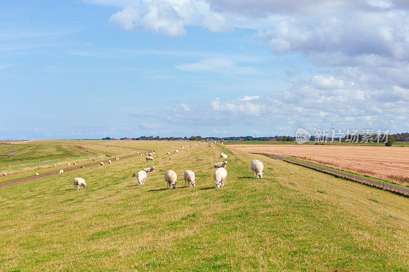 德国东弗里斯兰，北海沿岸堤防上的羊群