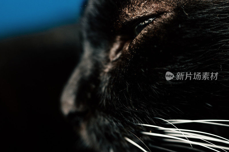 黑猫眼睛的特写