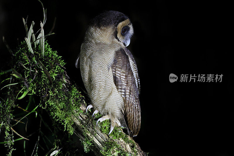 夜行鸟:成年褐林鸮。