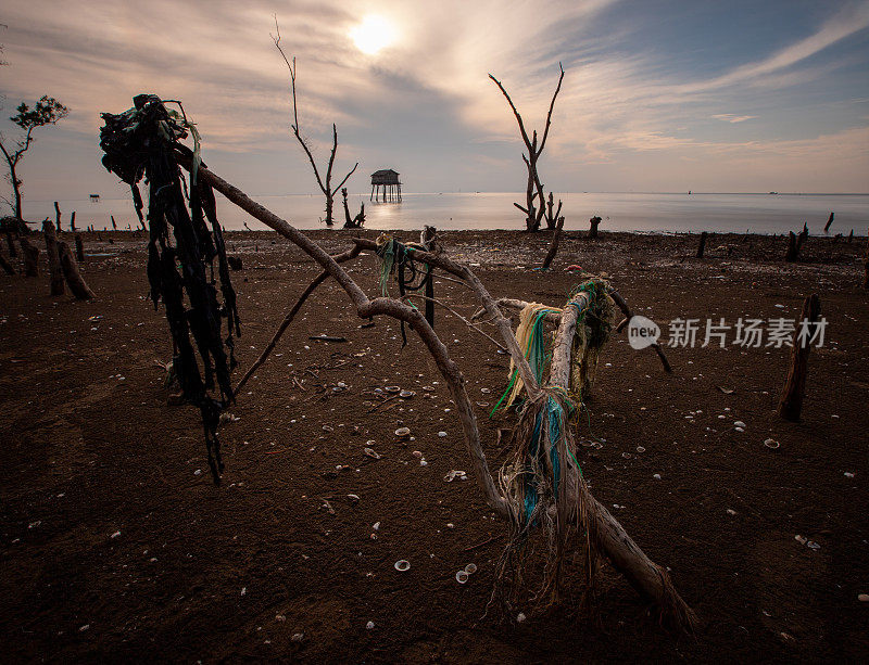 天江省海滩上的枯树