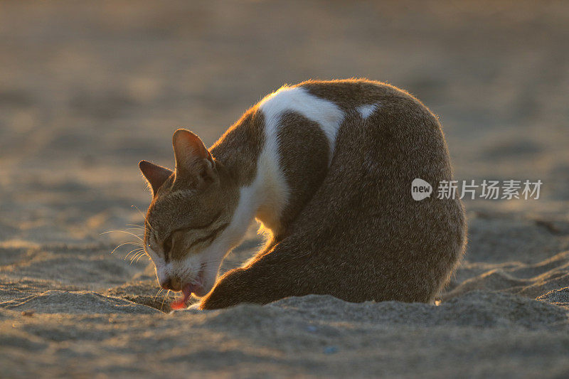 日落时分，猫在海滩上玩耍