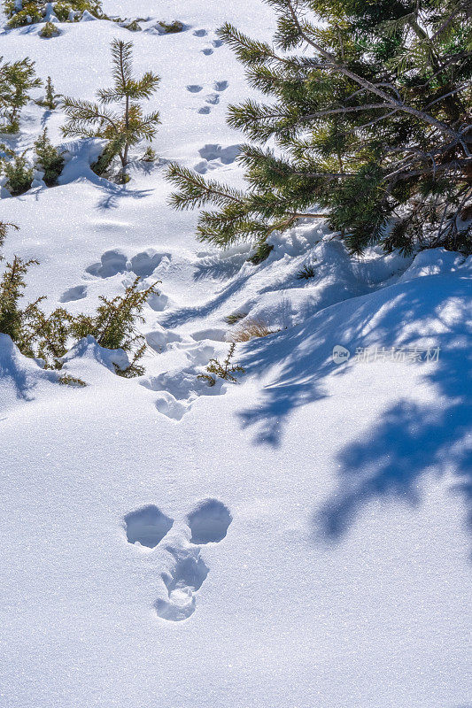 冬天在希腊的山上，在埃拉托科里的雪地上留下了脚印