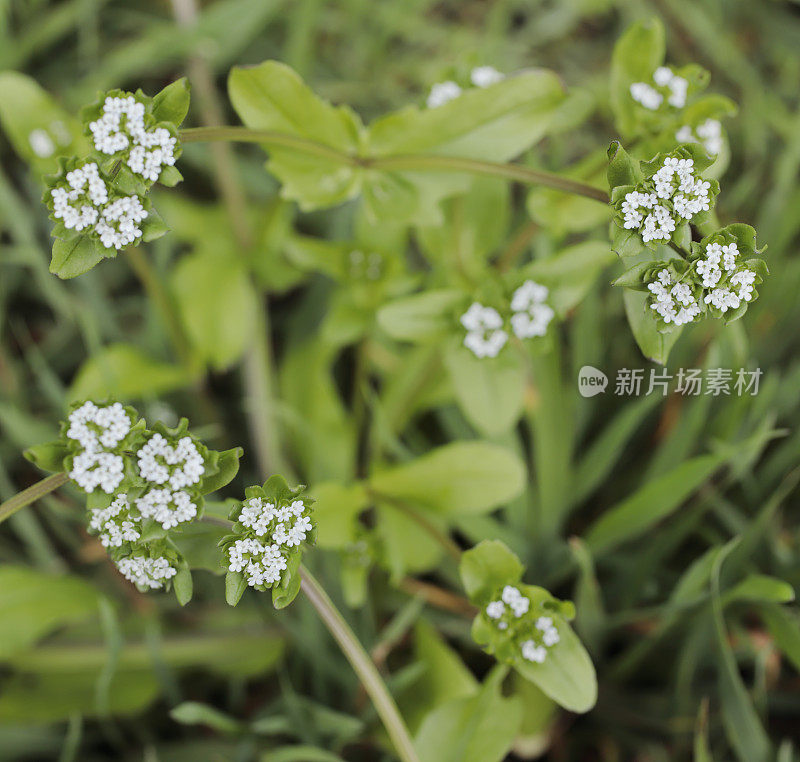 普通玉米沙拉(locusta缬草)