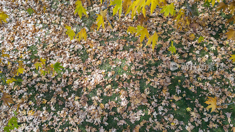 满地的梧桐叶和白杨叶，还有秋天的瑰丽质感