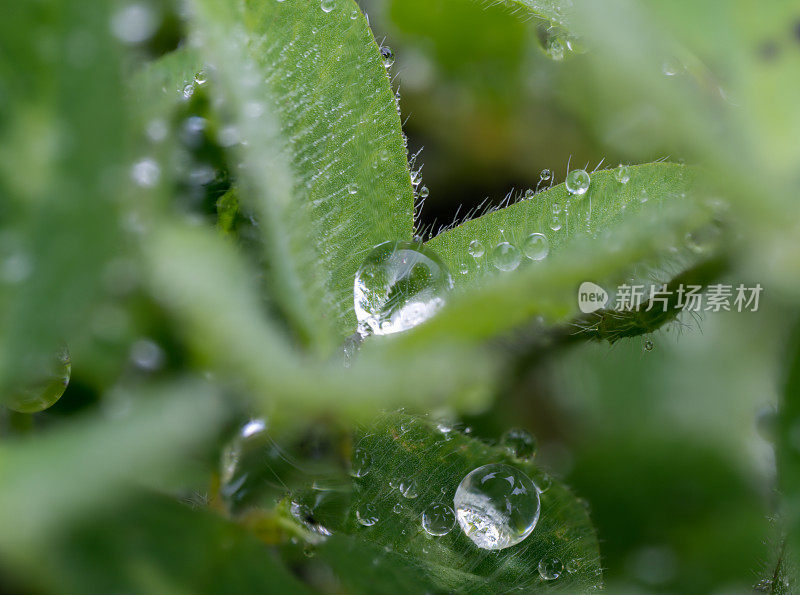 下雨天绿草地上的小露珠