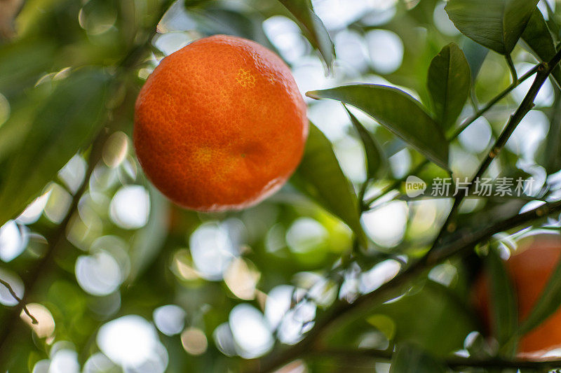 橘子树和水果生长