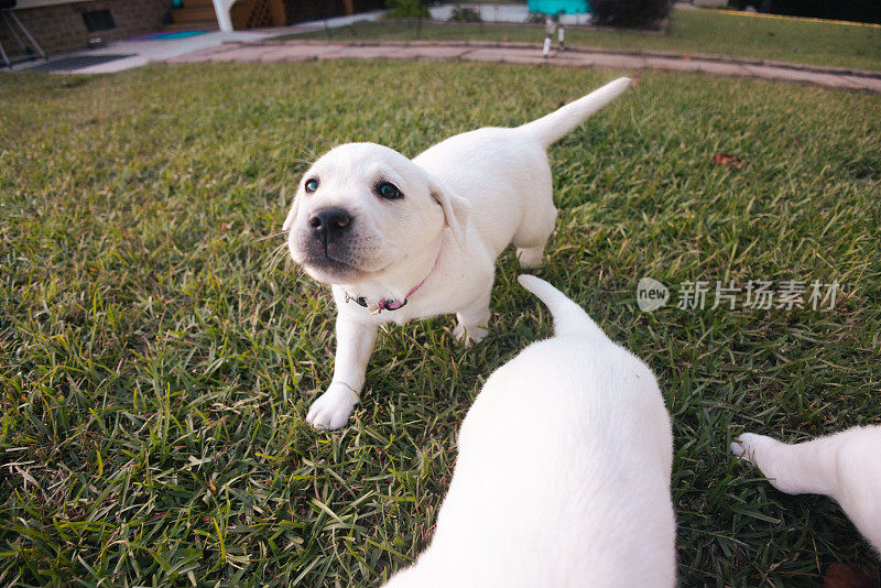 快乐顽皮的小狗-白色黄色拉布拉多犬-后院草-黄金时刻