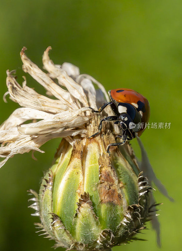 矢车菊和瓢虫的特写