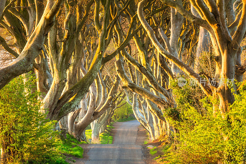 黑暗的树篱——北爱尔兰的山毛榉树。北爱尔兰
