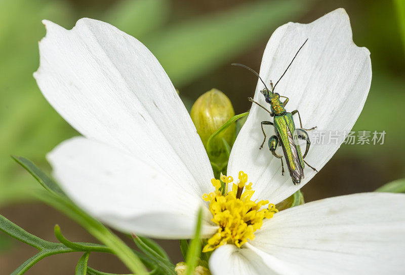 白色的宇宙花和明亮的金属绿色甲虫