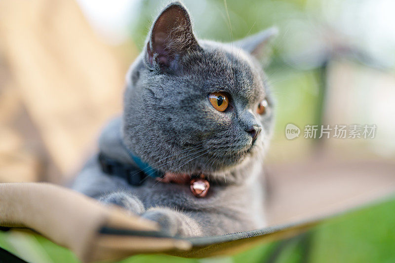 一只可爱的灰猫在公园的露营椅上休息，看向别处，背景是模糊的绿色自然。