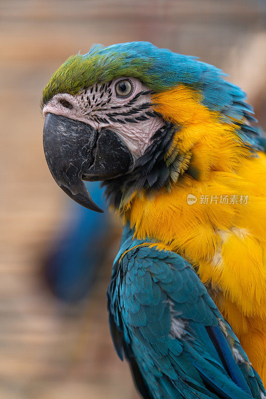 色彩鲜艳的鹦鹉。特写镜头。只有嘴、眼睛和头。