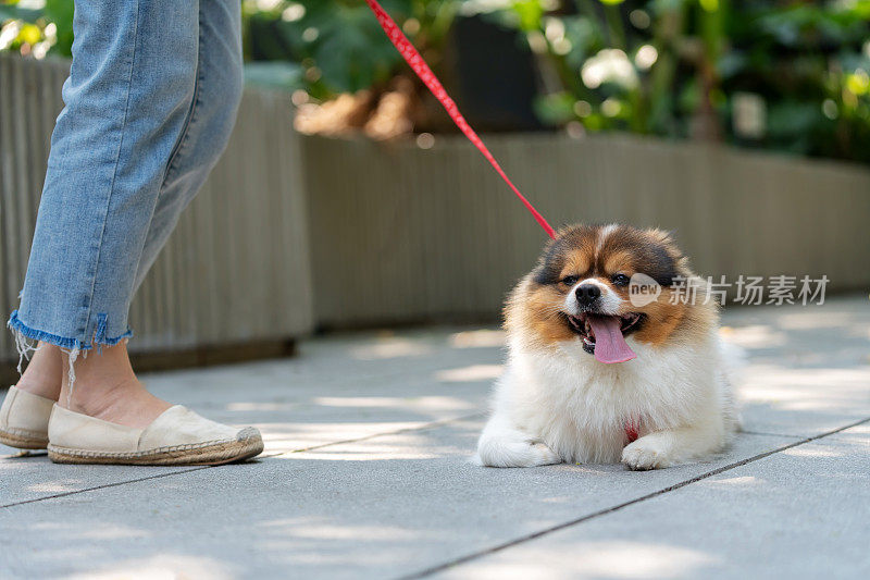 城市公园里的一个风景如画的时刻，一只可爱的博美犬，戴着迷人的宠物项圈，坐在地板上，散发着幸福的气息。这只小狗由它的主人陪伴，分享着一种散发着欢乐和团结的纽带。