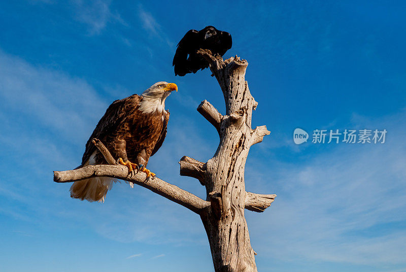 普通乌鸦骚扰秃鹰