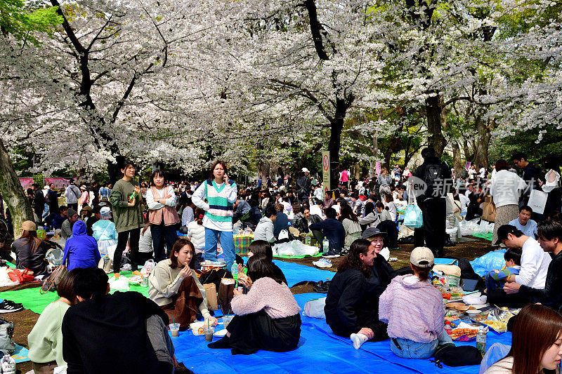 一大群人坐在盛开的樱花树下观看樱花，东京上野公园