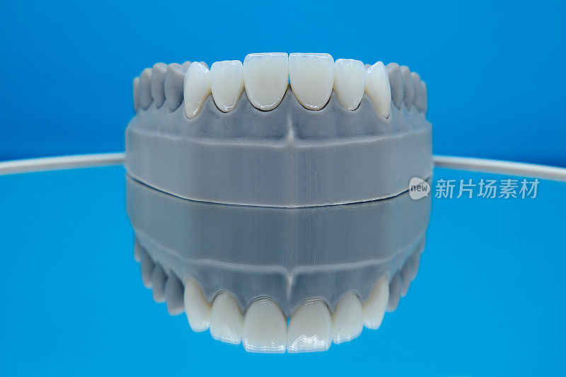 在蓝色反射背景下拍摄的锆牙齿模型
