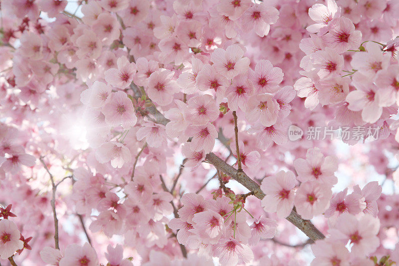 阳光透过盛开的樱桃树的树枝