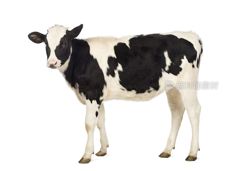 8个月大的小牛，在白色背景前