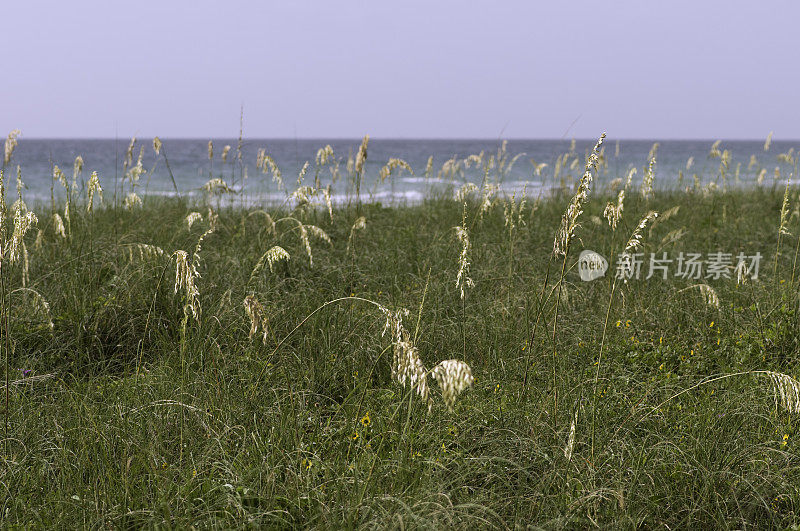 海边的海燕麦