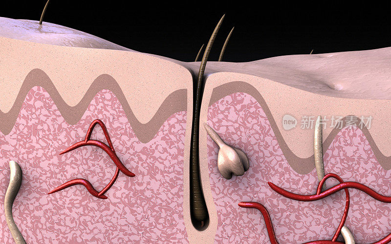 人类皮肤表皮和毛囊