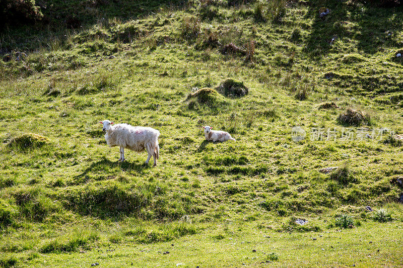 威尔士山坡sheepcloseup