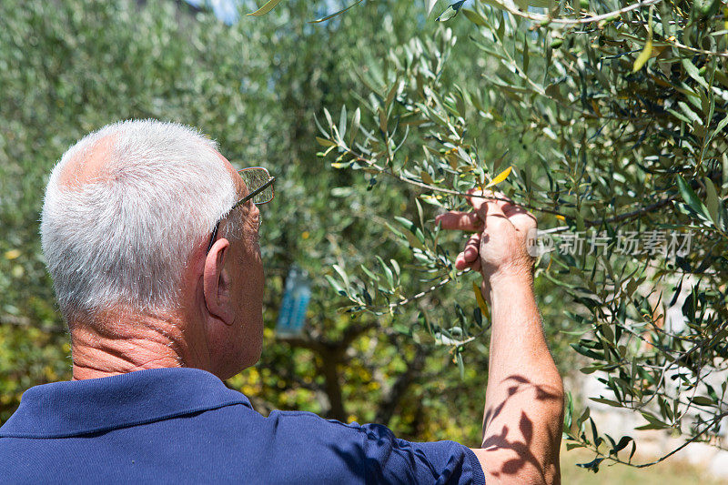 高级农村工人检查橄榄树