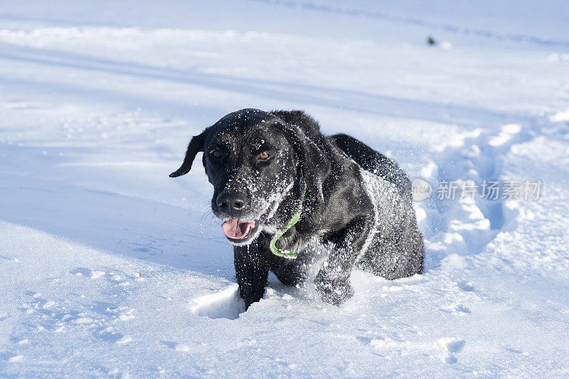 黑色拉布拉多在雪地上行走