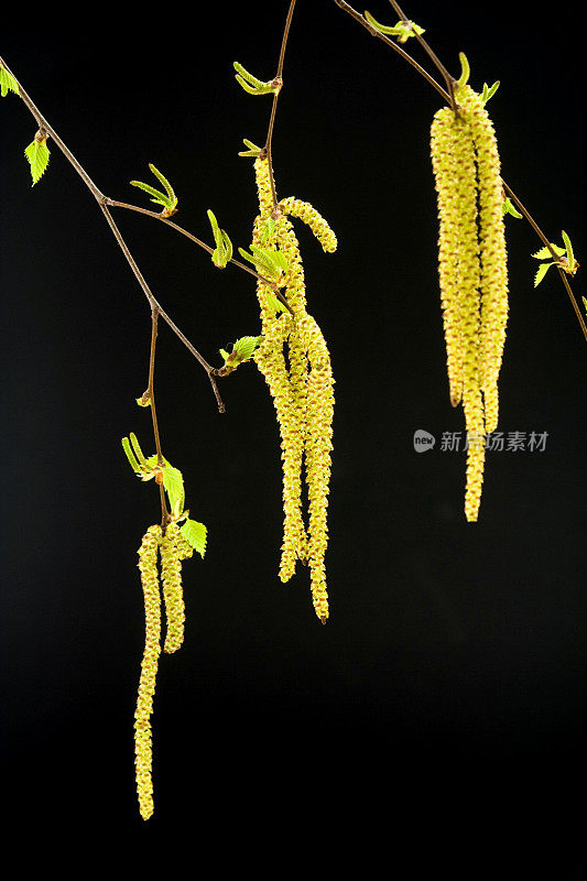 桦树柔荑花序。开花