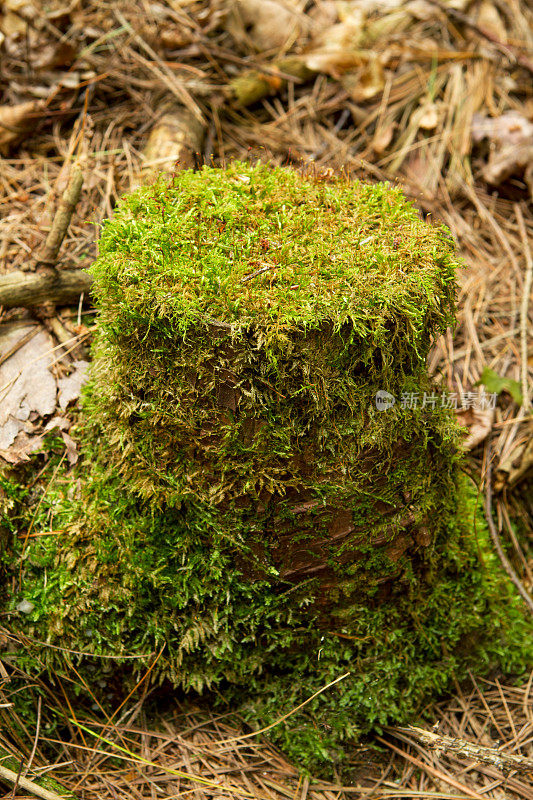 有苔藓的树桩