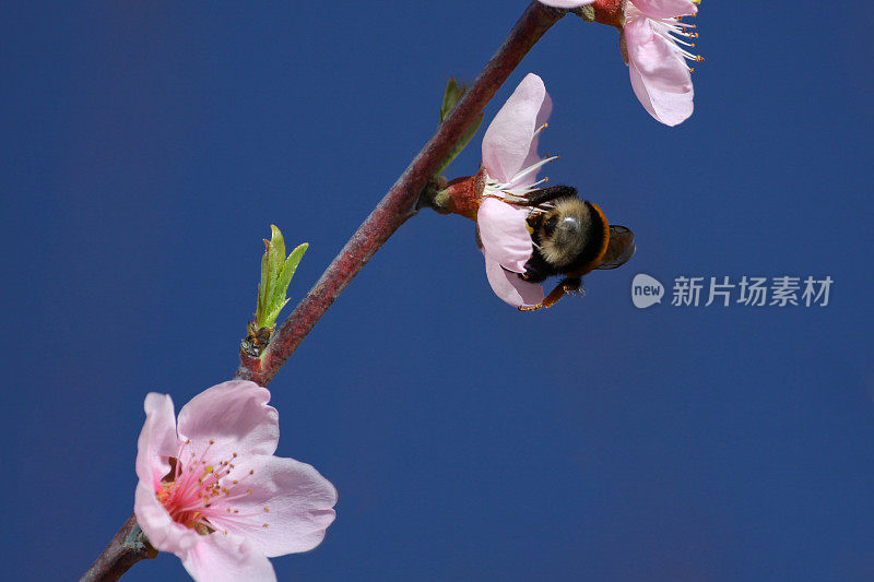 桃花和蜜蜂