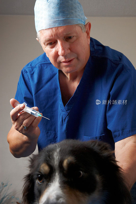 兽医给狗做术前注射
