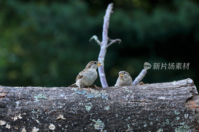 两个麻雀