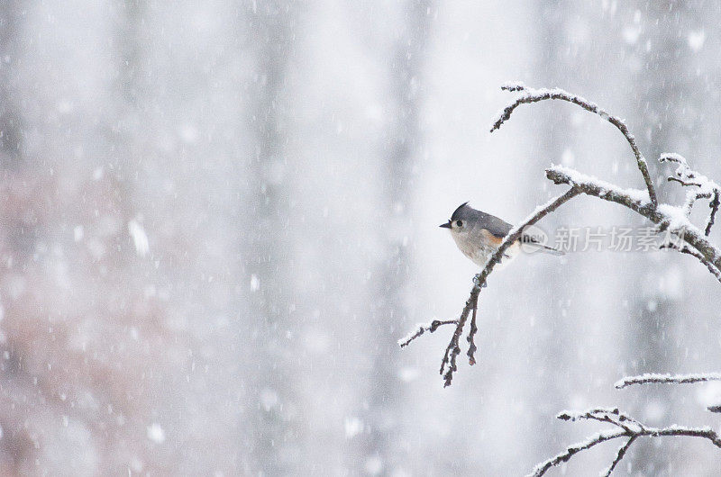 冬天的鸟在下雪