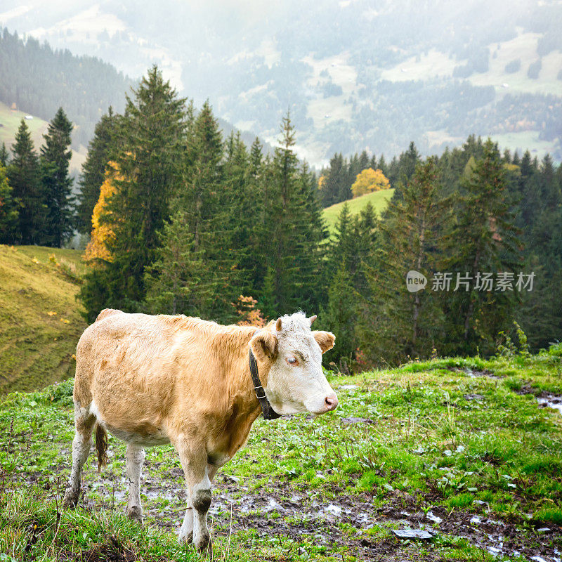 孤身一人的阿尔卑斯小牛犊在大雨中回家