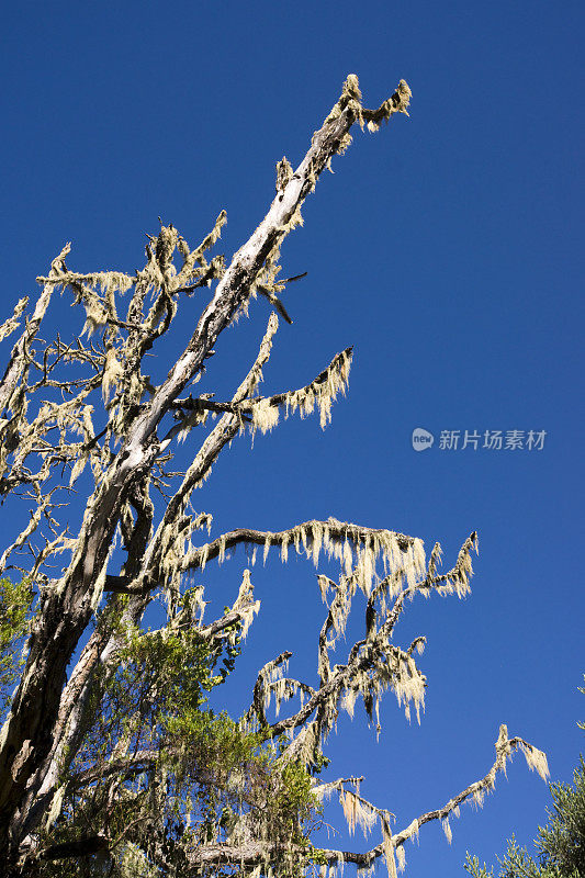 乞力马扎罗山上的西班牙苔藓