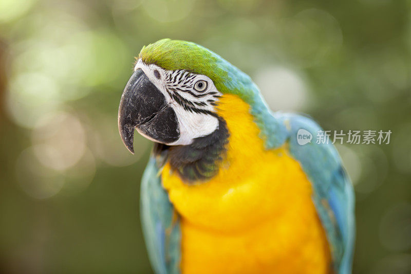 蓝黄相间的金刚鹦鹉栖息在热带雨林中