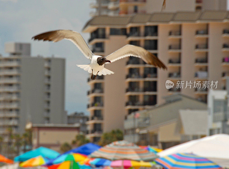 海鸥飞过沙滩伞