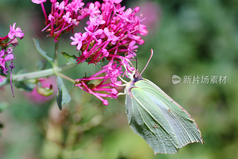 蝴蝶吃花