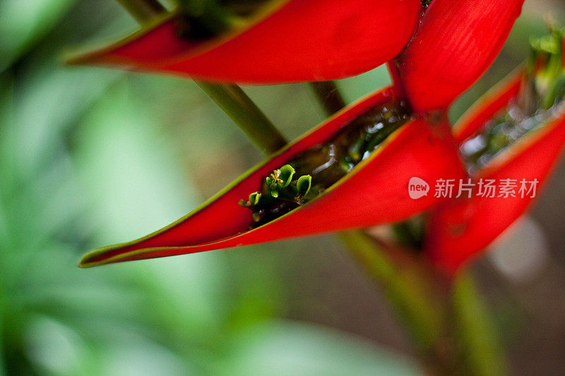 海里康属植物