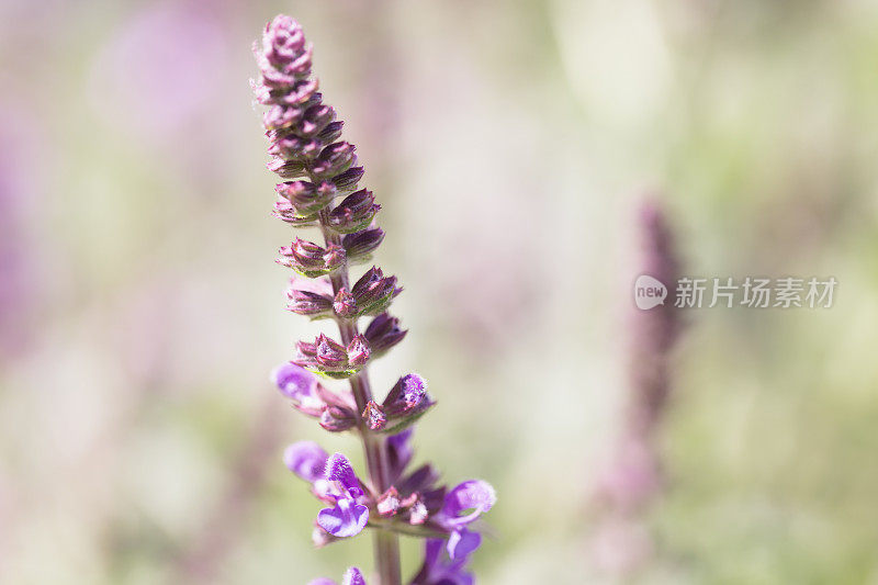 花园里盛开的鼠尾草花