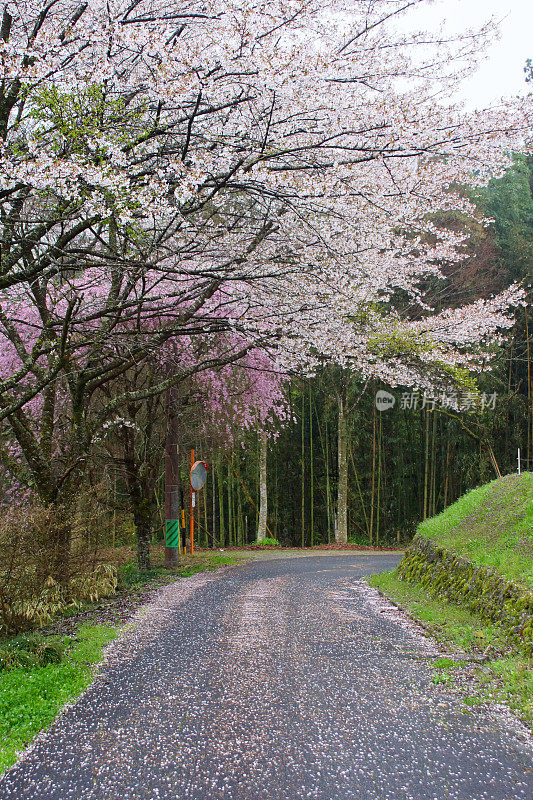 樱花