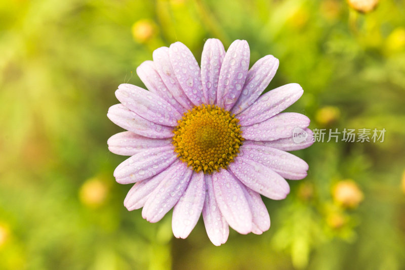 田野里的洋甘菊花