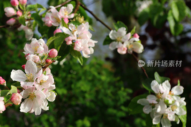 苹果树在春雨中开花