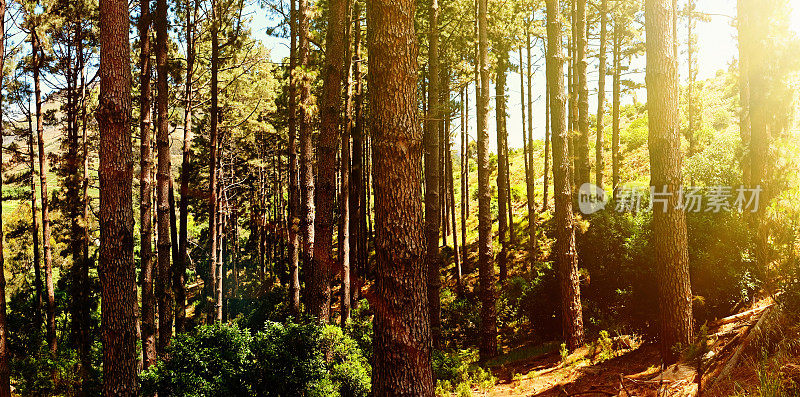早晨的阳光透过桌山山坡上的松林