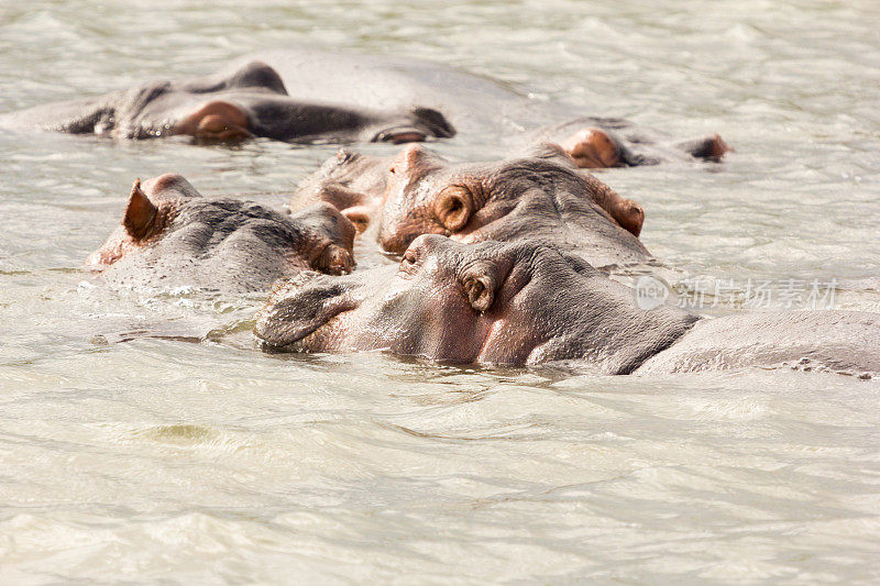 南非iSimangaliso湿地公园的河马